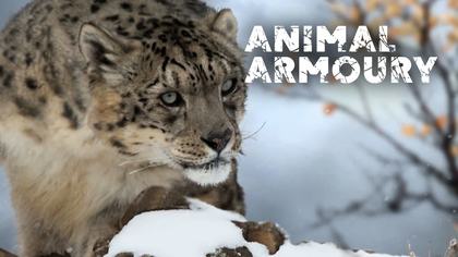 Animal Armoury