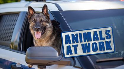 Animals At Work