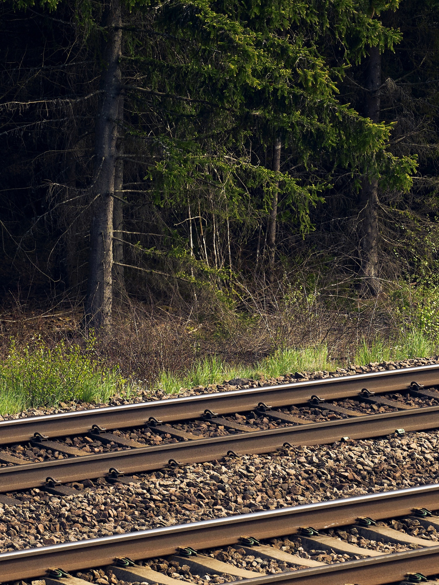 Railway tracks with stones and green grass in front of dark forest with conifers.