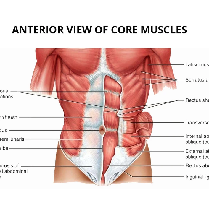 Anterior view of core muscles with visual of multiple layers