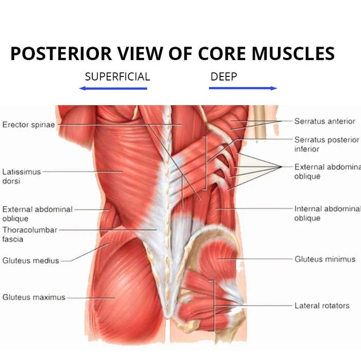Posterior view of core muscles with deeper layers visualized. 