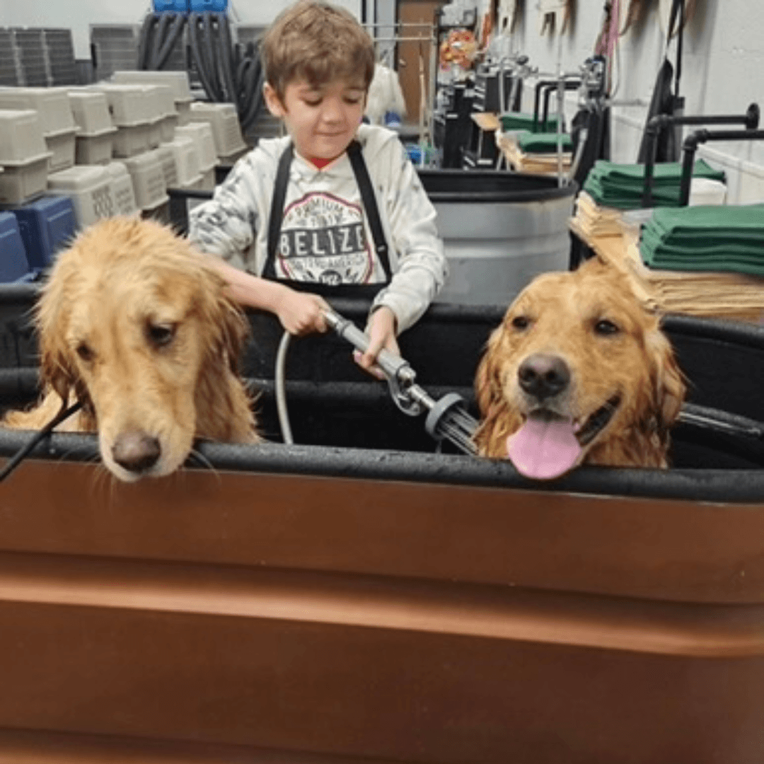 Kid Washing Two Goldens