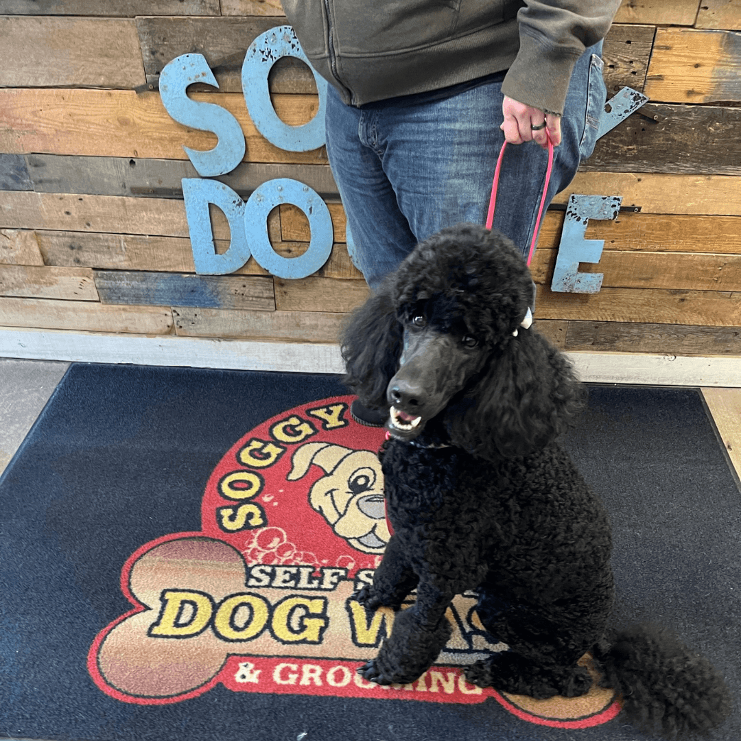 Black Poodle at Soggy Doggie