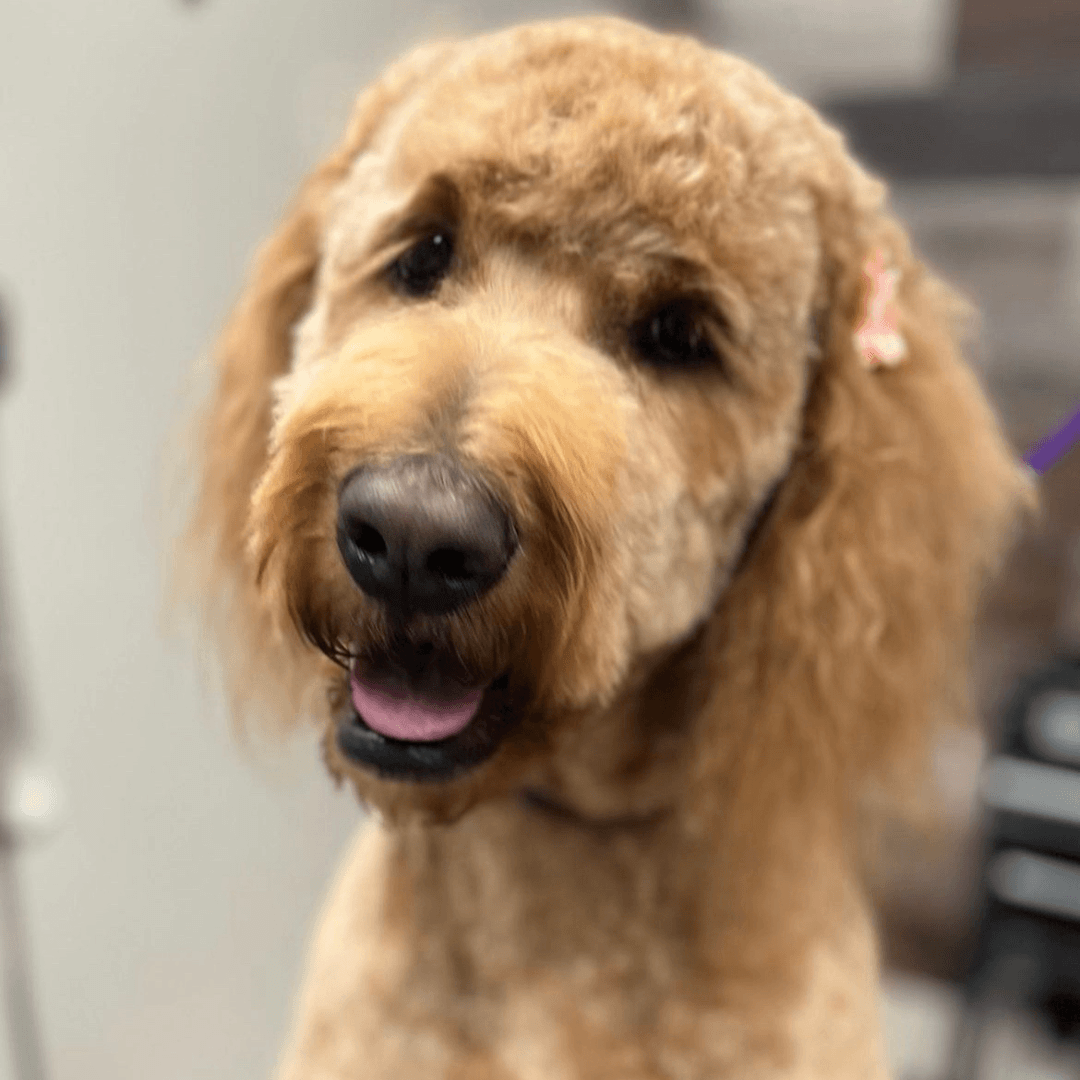 Golden Doodle Fresh Groom