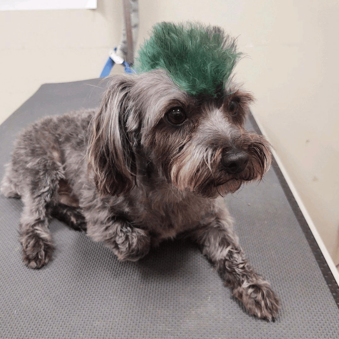 Mini Punk Rock Pup