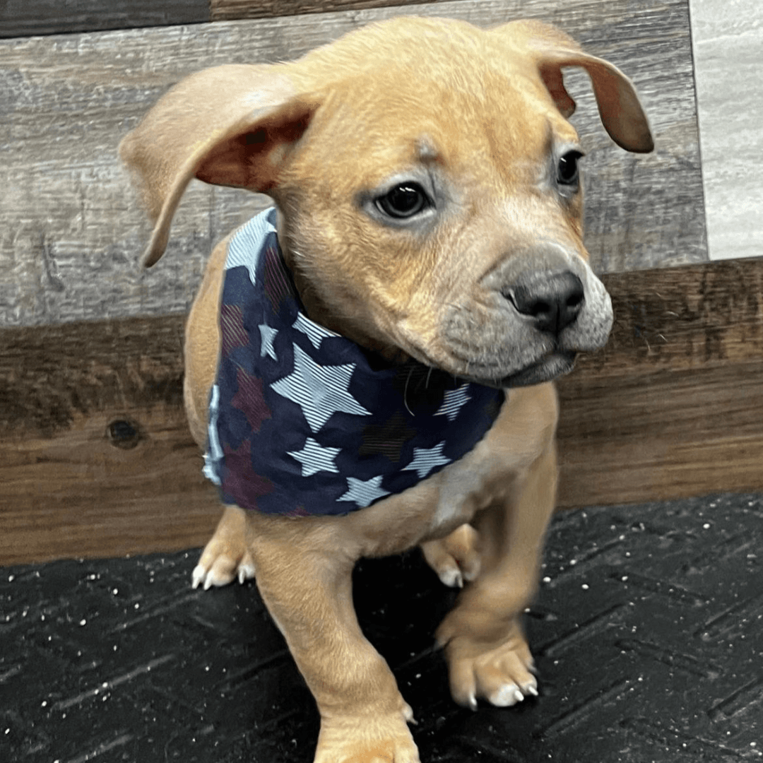 Puppy in Stars Bandana