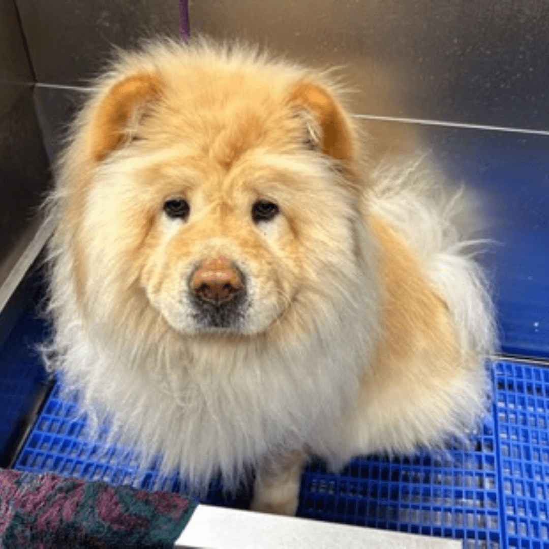 Fluffy Chow Chow Portrait
