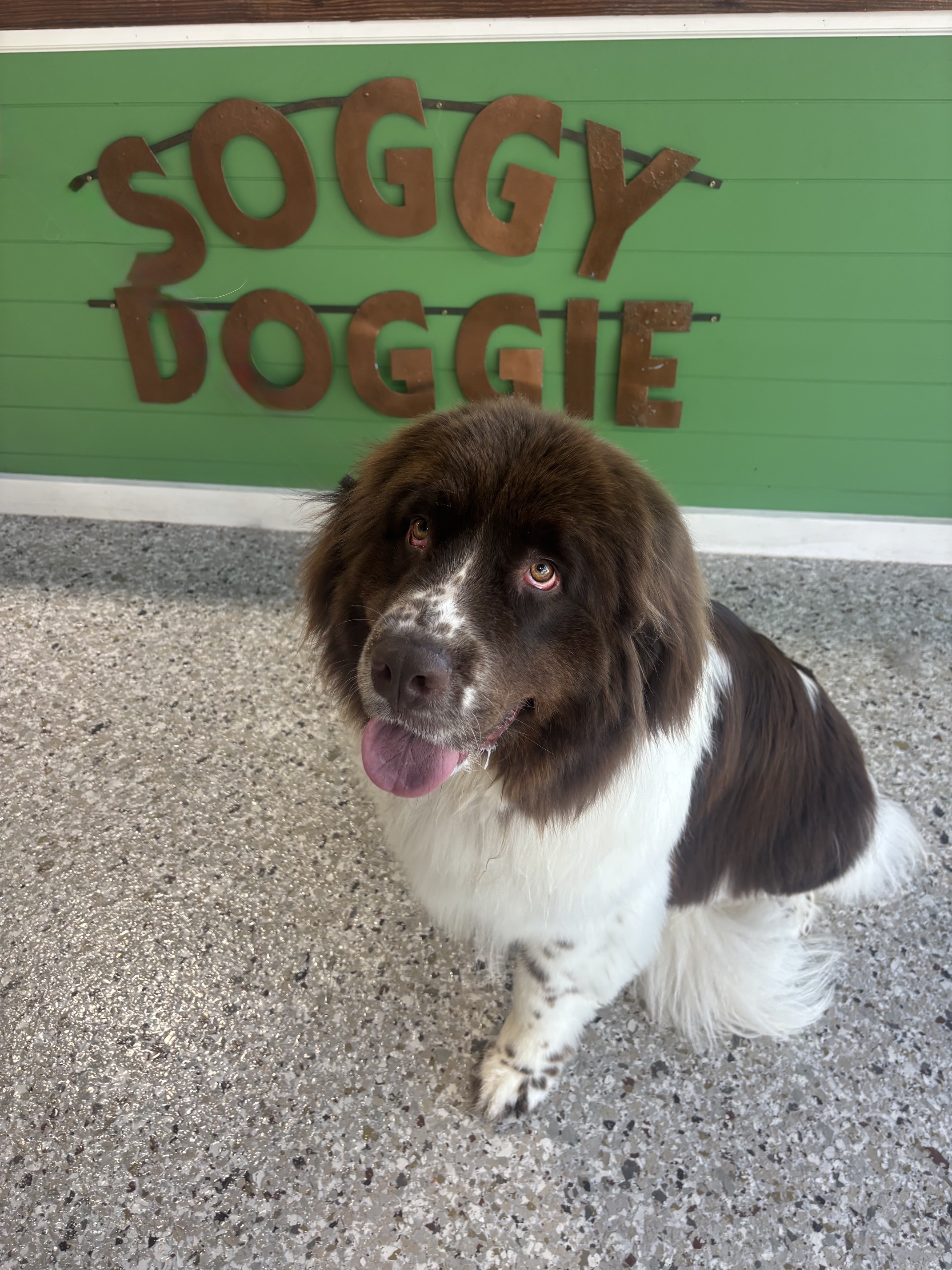 A brown and white pup at Soggy Doggie