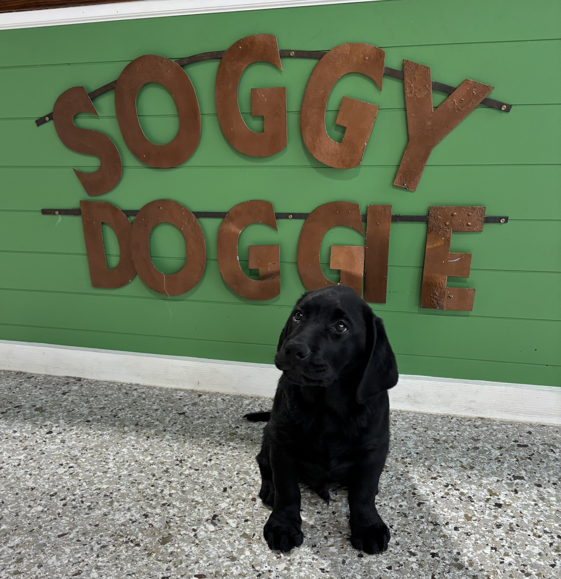 Clean and happy pup at Soggy Doggie