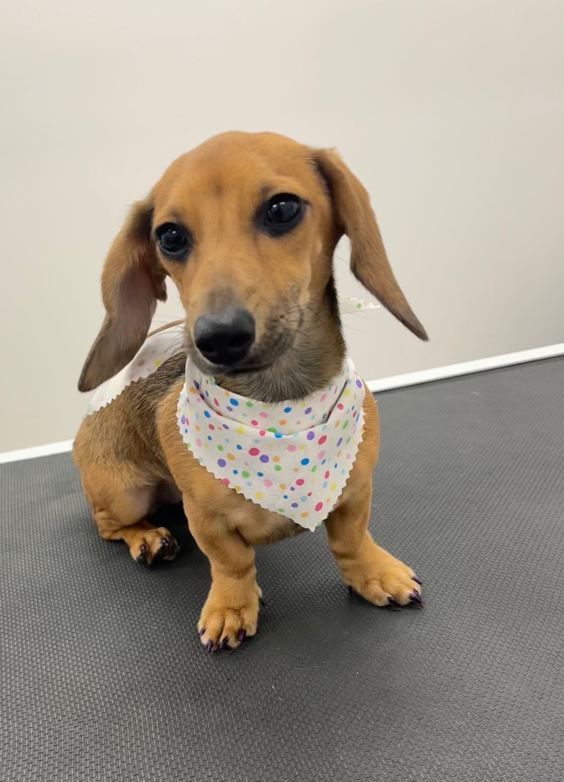 Small pup with white spotted scarf
