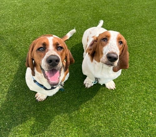 Boys enjoying daycare yard