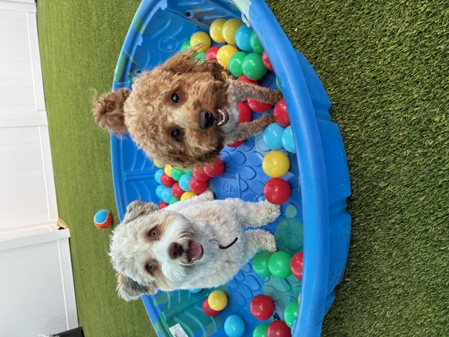Puppy in daycare