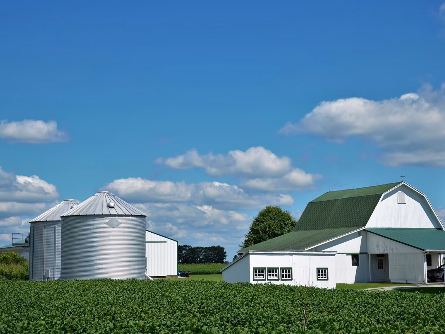 White barn with green roof and metal silos in a green soybean field under a blue sky.