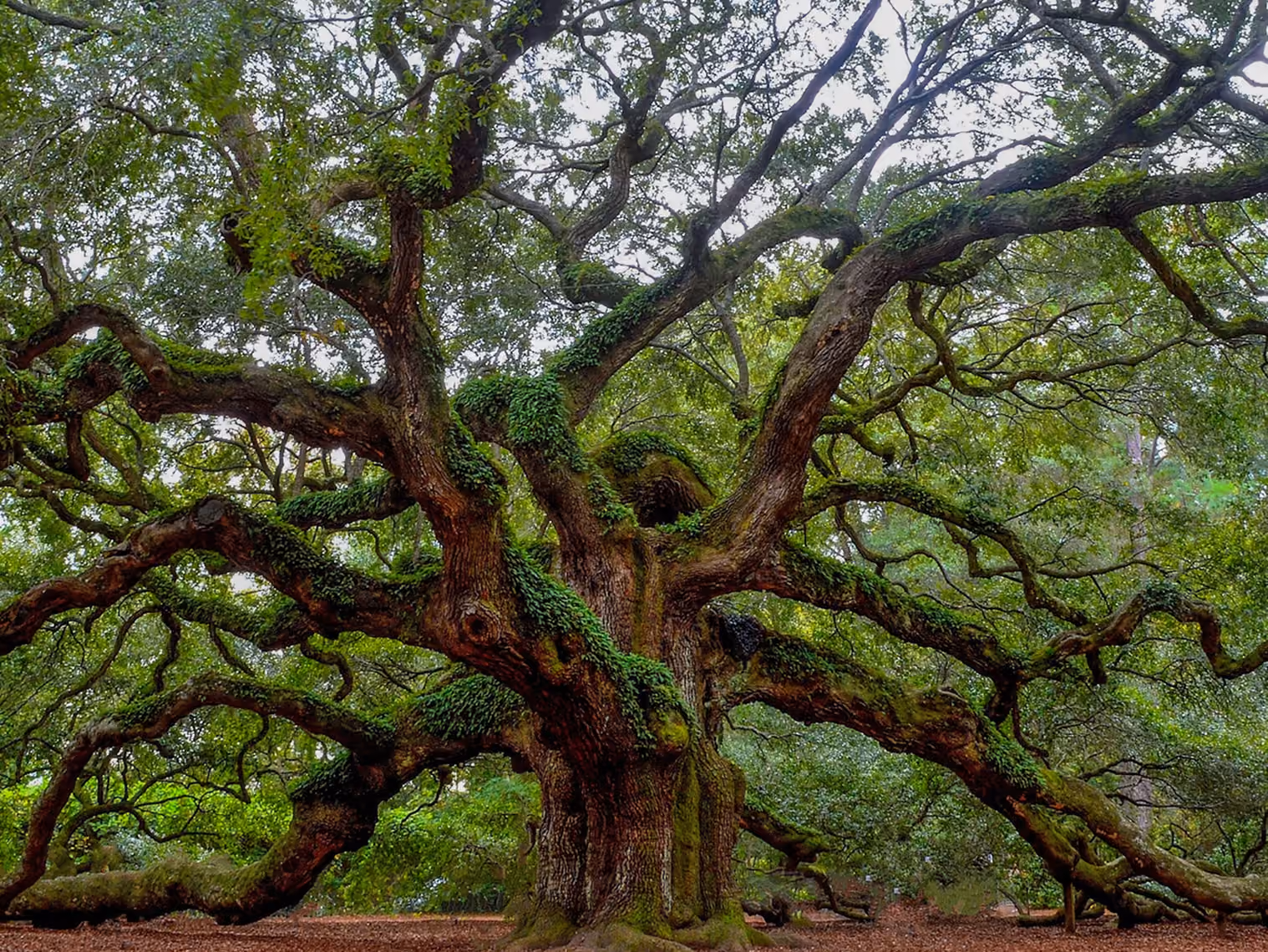 Large old tree with sprawling moss-covered branches spreading wide in a green forest.