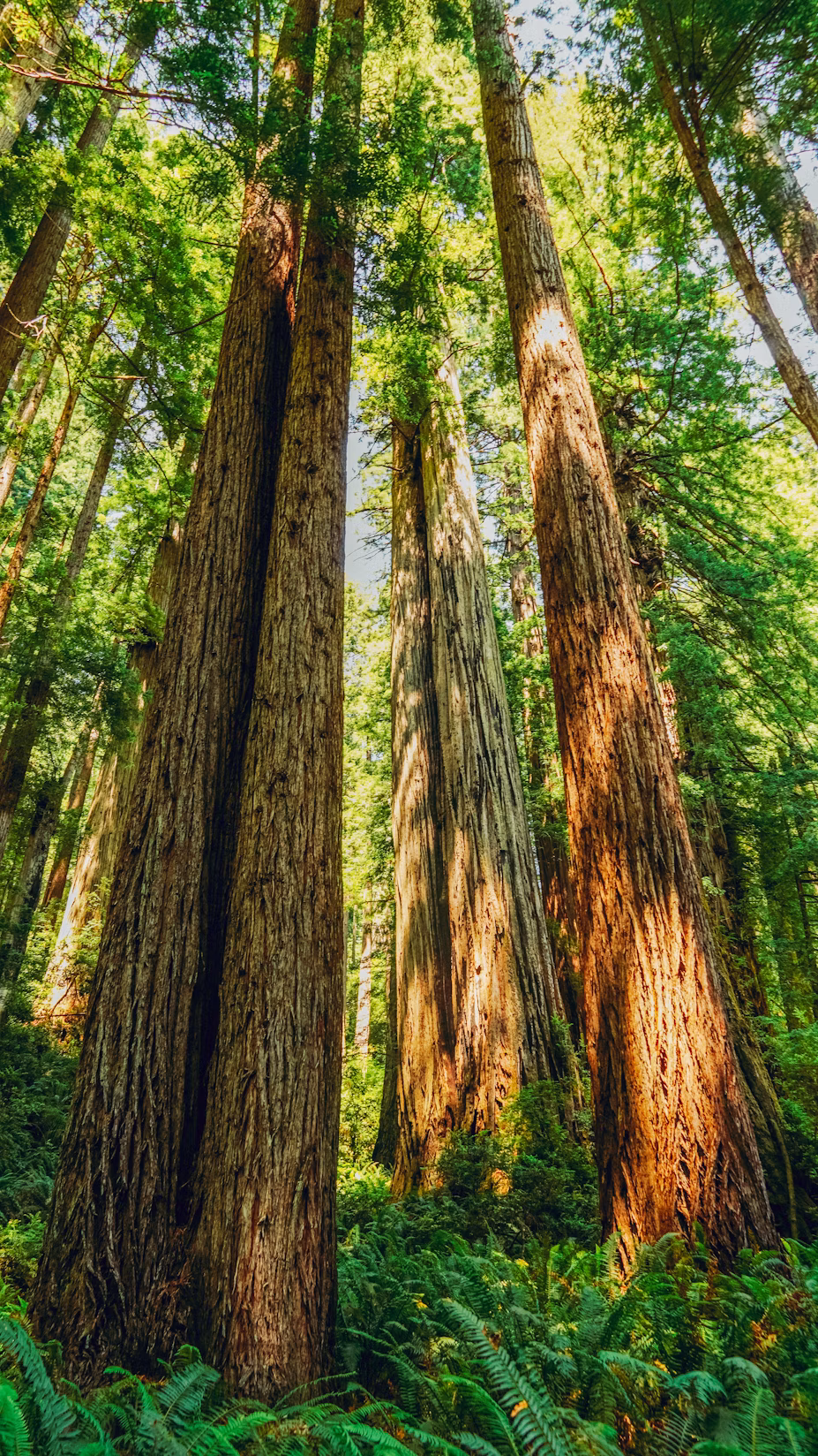 Northern California RV Road Trip: Lassen Volcanic, Mount Shasta & the Redwoods
