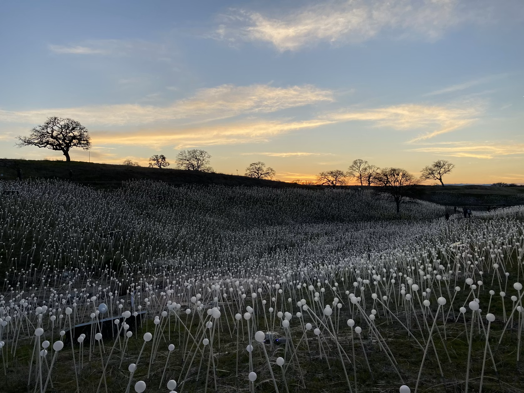 Paso Robles Wine Country RV Guide: California's Most Underrated Wine Region
