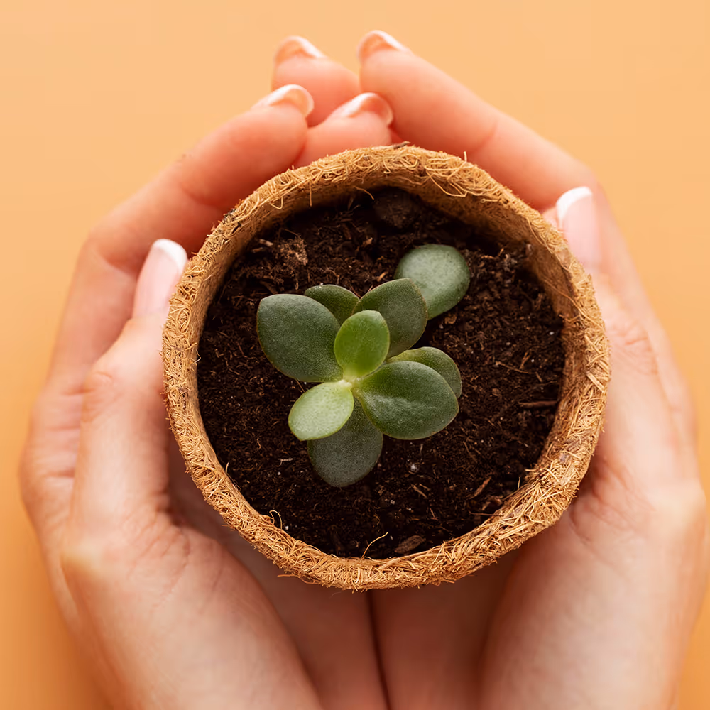 Relationship & Boundaries Therapy in Texas | Bentley