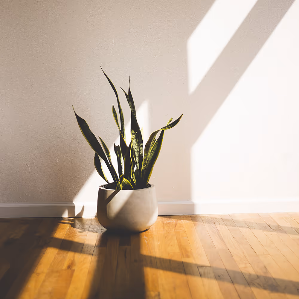Individual Adult Therapy in Texas | Bentley Counseling