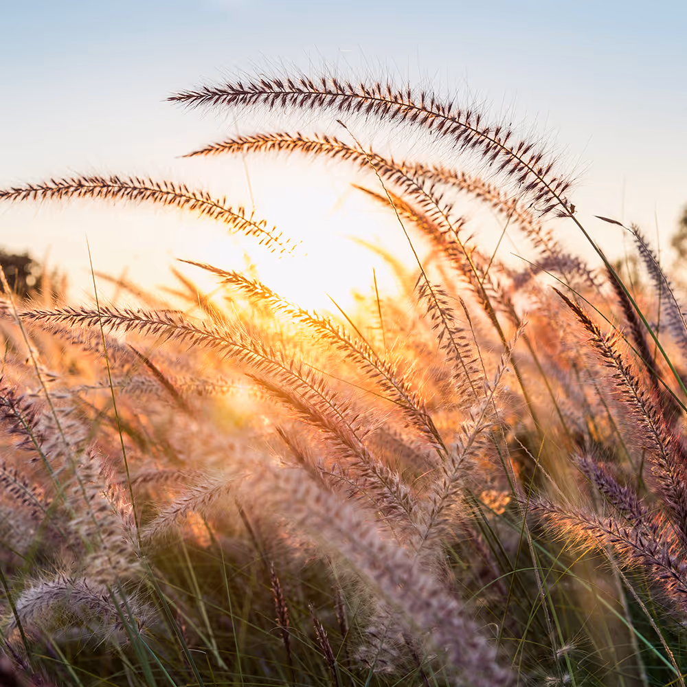 Trauma & PTSD Therapy in Texas | Bentley Counseling