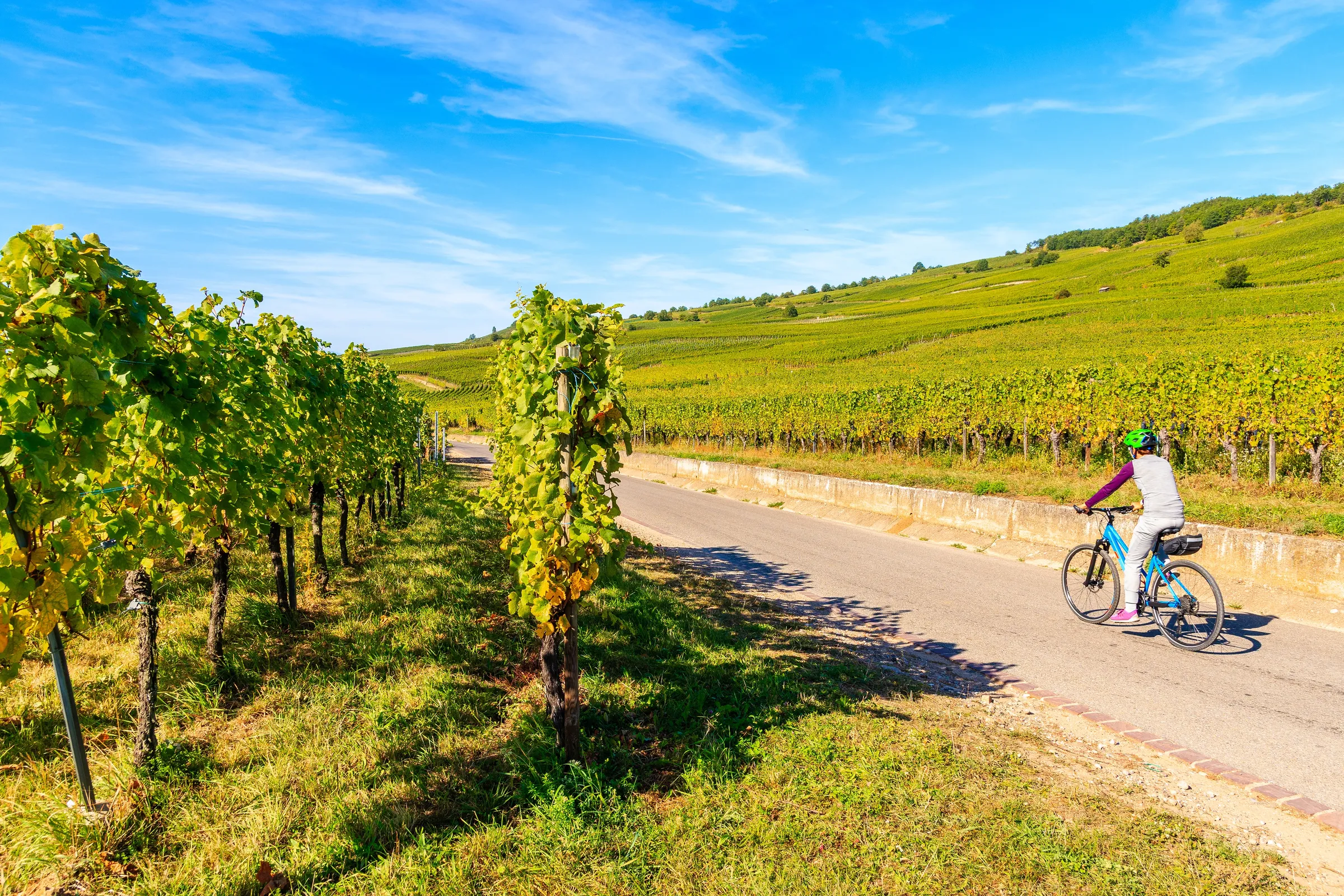 Rider on bike path near vineyards