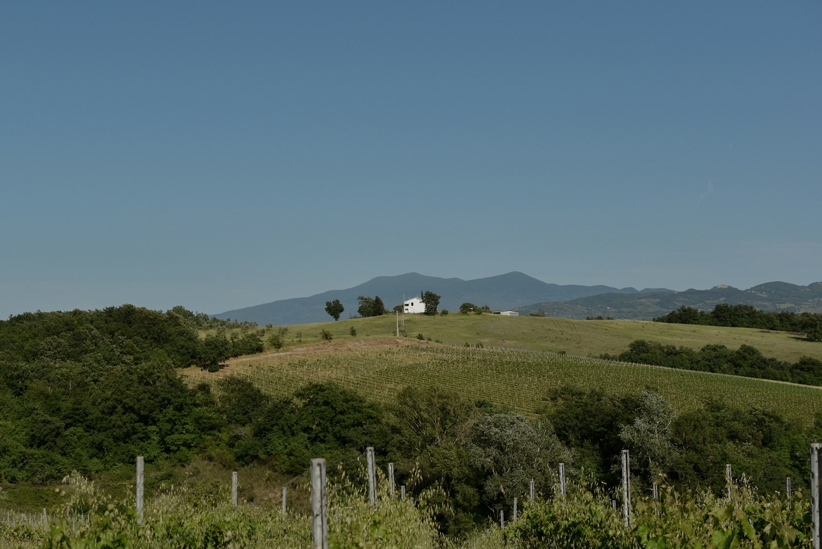 Rows of vines on a Tuscan hillside with a farmhouse beyond. Photo by Damini on Unsplash.