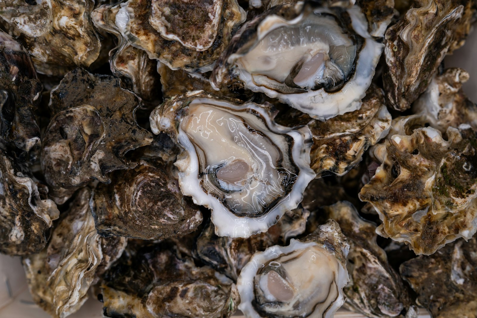 Un montón de ostras recién abiertas. Foto de Mitili Mitili en Unsplash.