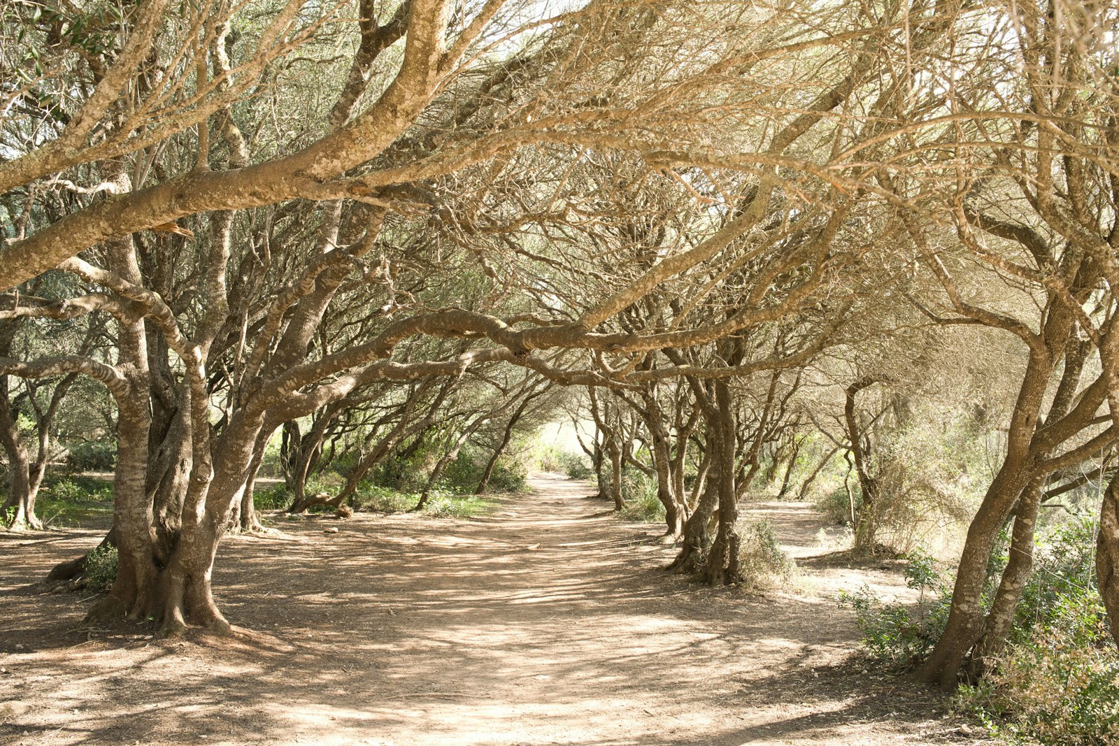 A narrow country lane running under an arching canopy of trees. Photo by Jose Monteagudo on Unsplash.