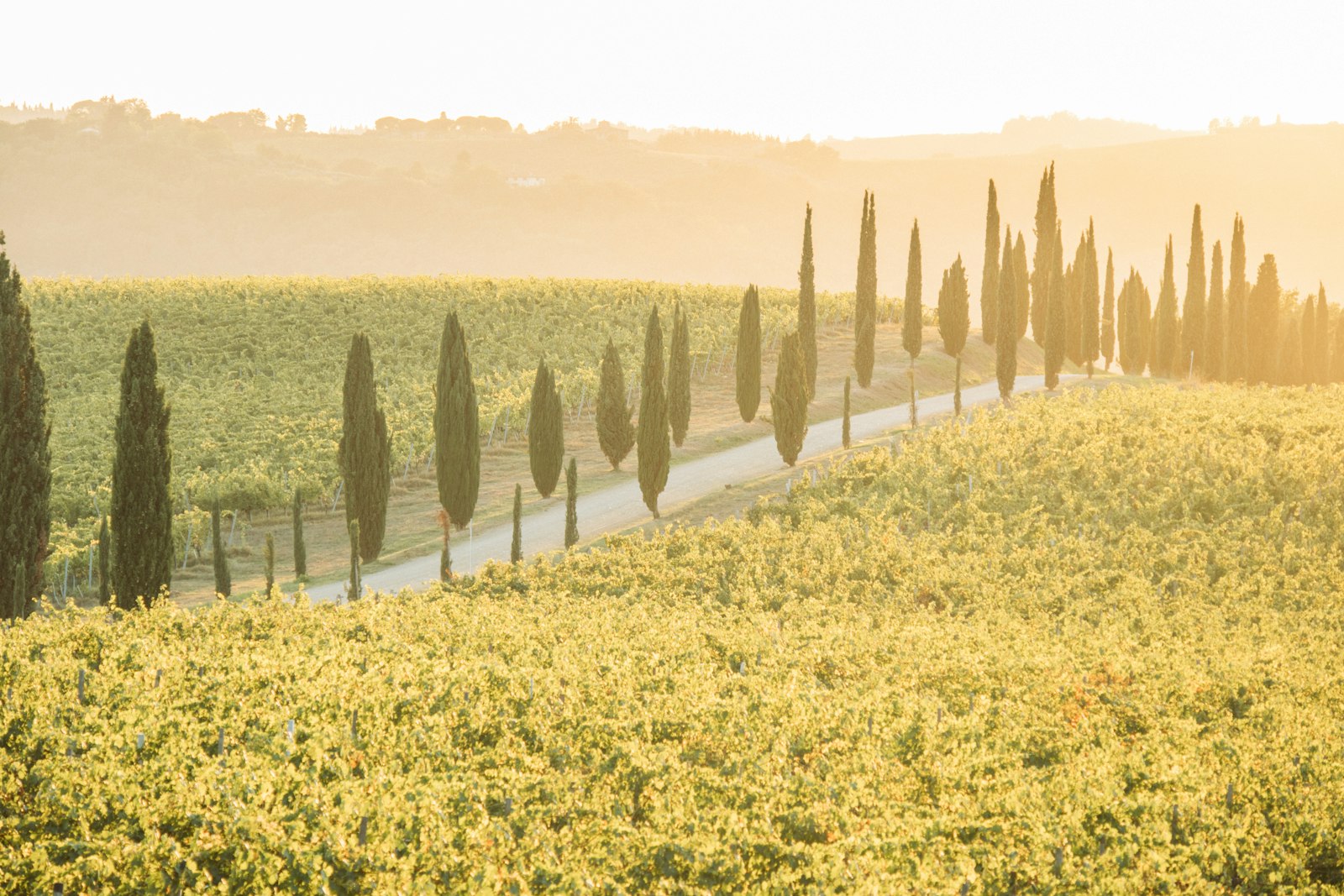 A cypress-lined road running through a golden Tuscan vineyard at first light. Photo by Rafael Peier on Unsplash.