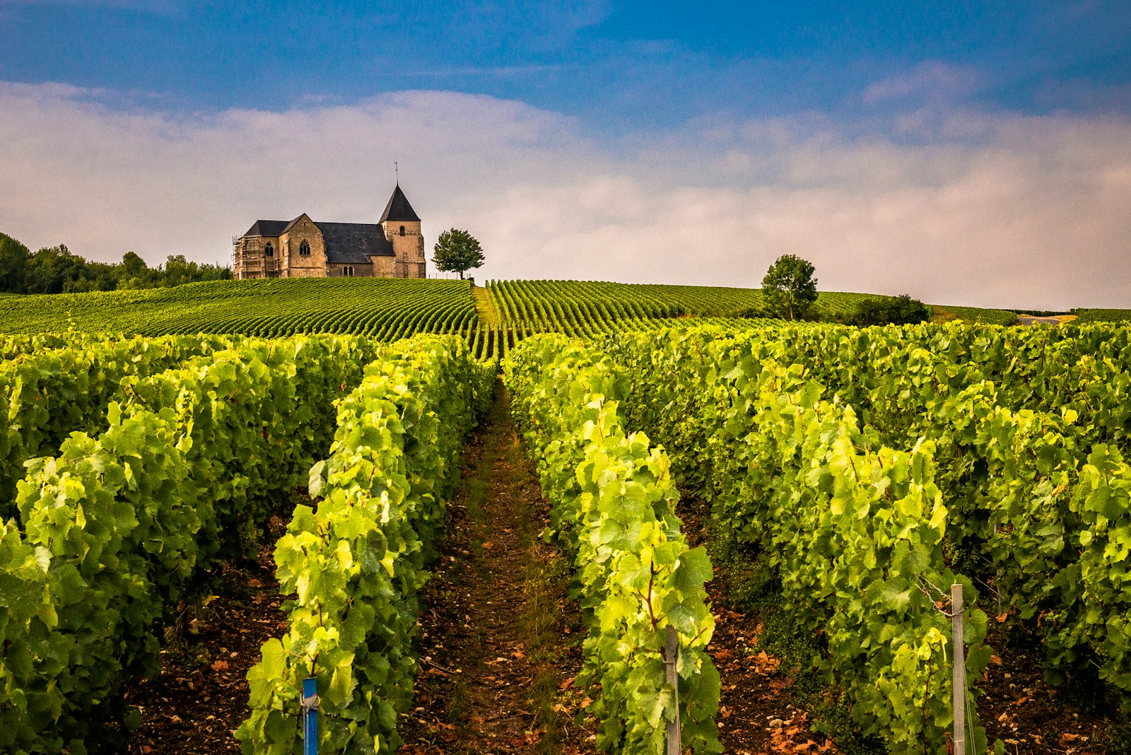 Hileras de viñedo verde que suben hacia un château en una colina bajo un cielo dramático. Foto de Sue Winston en Unsplash.