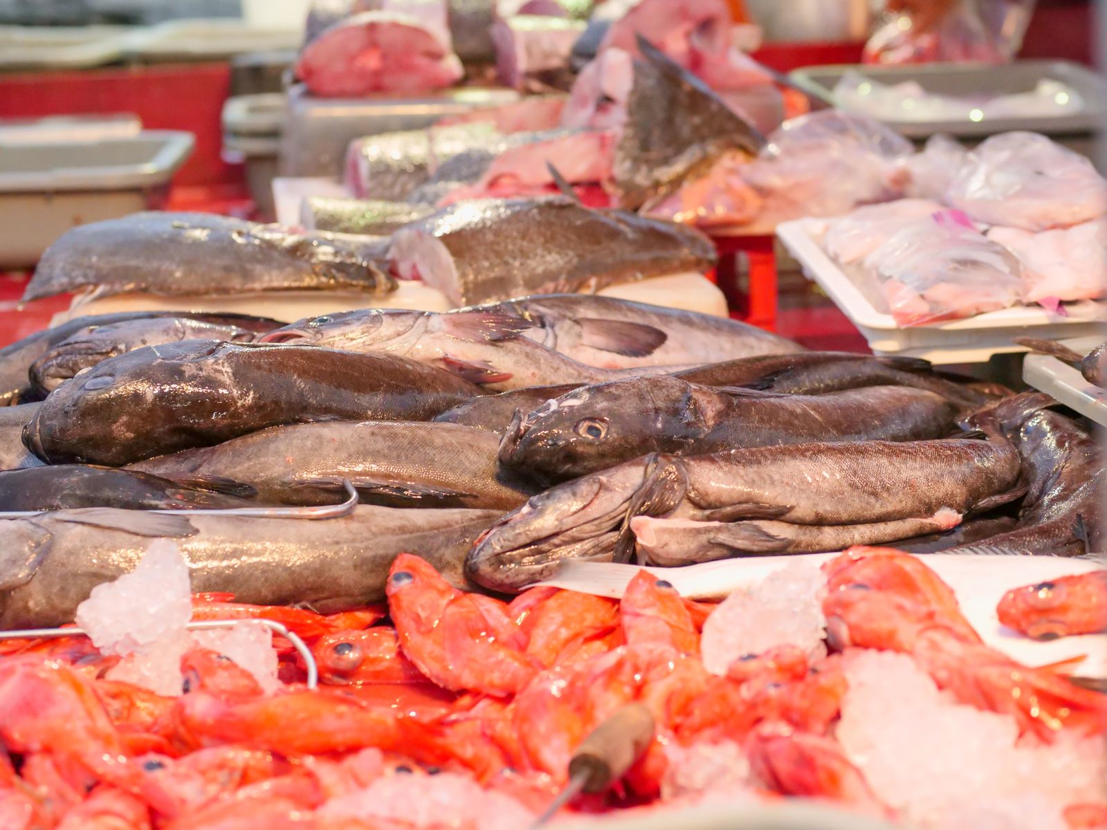 A market counter packed with fresh fish and shellfish on ice. Photo by Kindel Media on Pexels.