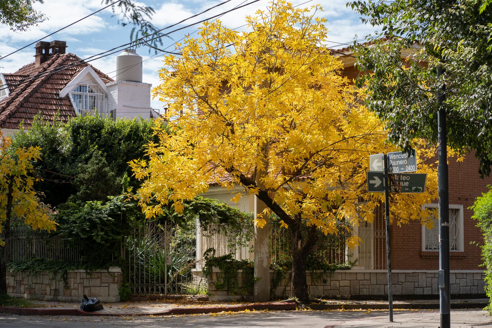 A quiet residential street with a flowering tree and low houses. Photo by Tomás Asurmendi on Pexels.