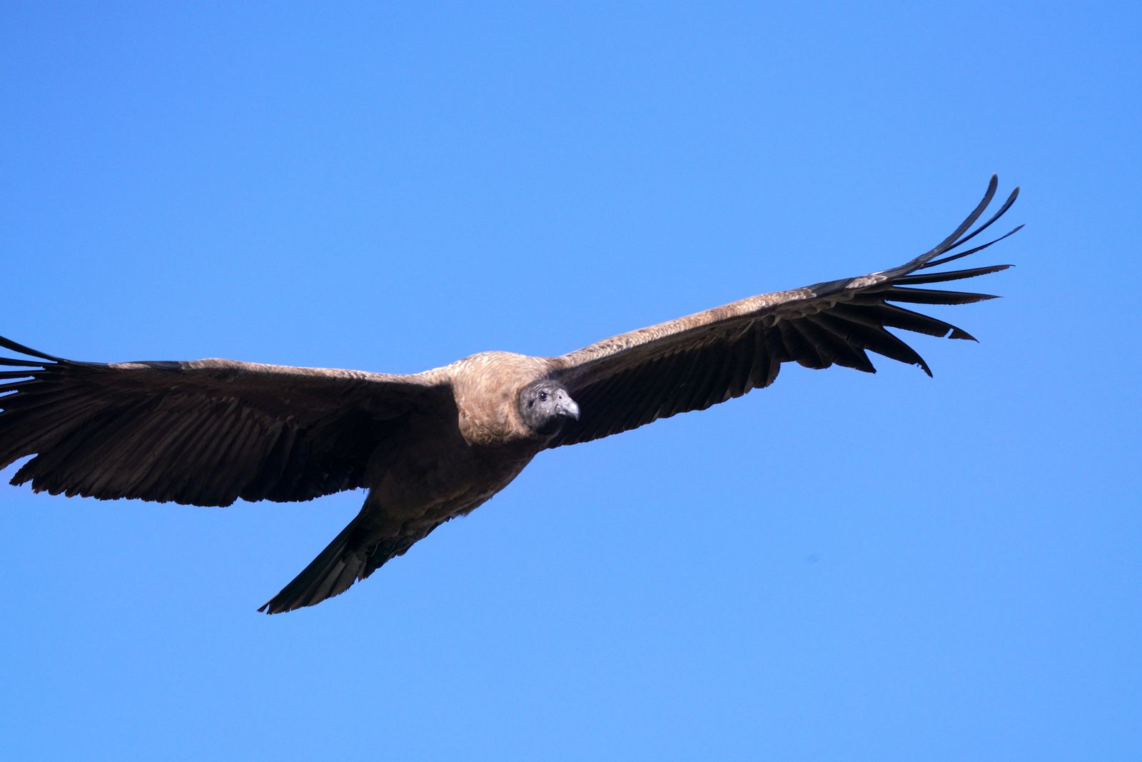 An Andean condor with its wings fully spread against a clear sky. Photo by Leonardo Merlo on Pexels.