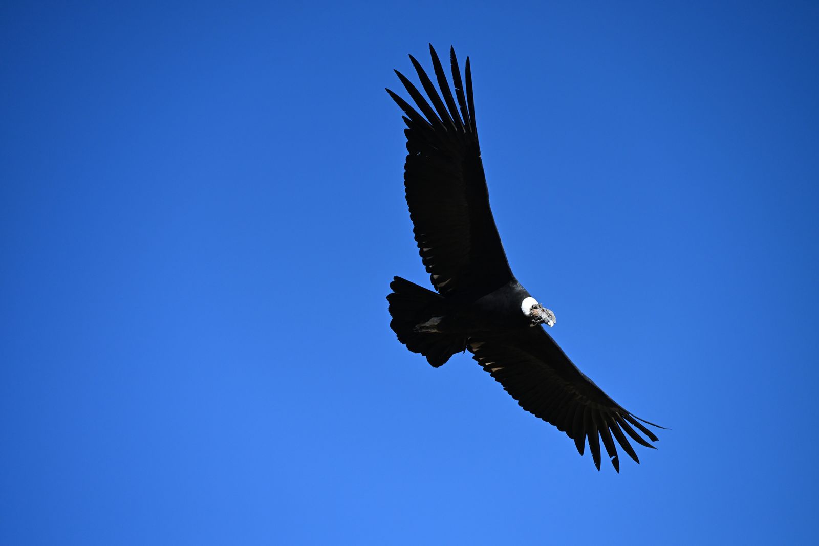 A condor gliding, silhouetted against deep blue sky. Photo by Mario Vogt on Pexels.