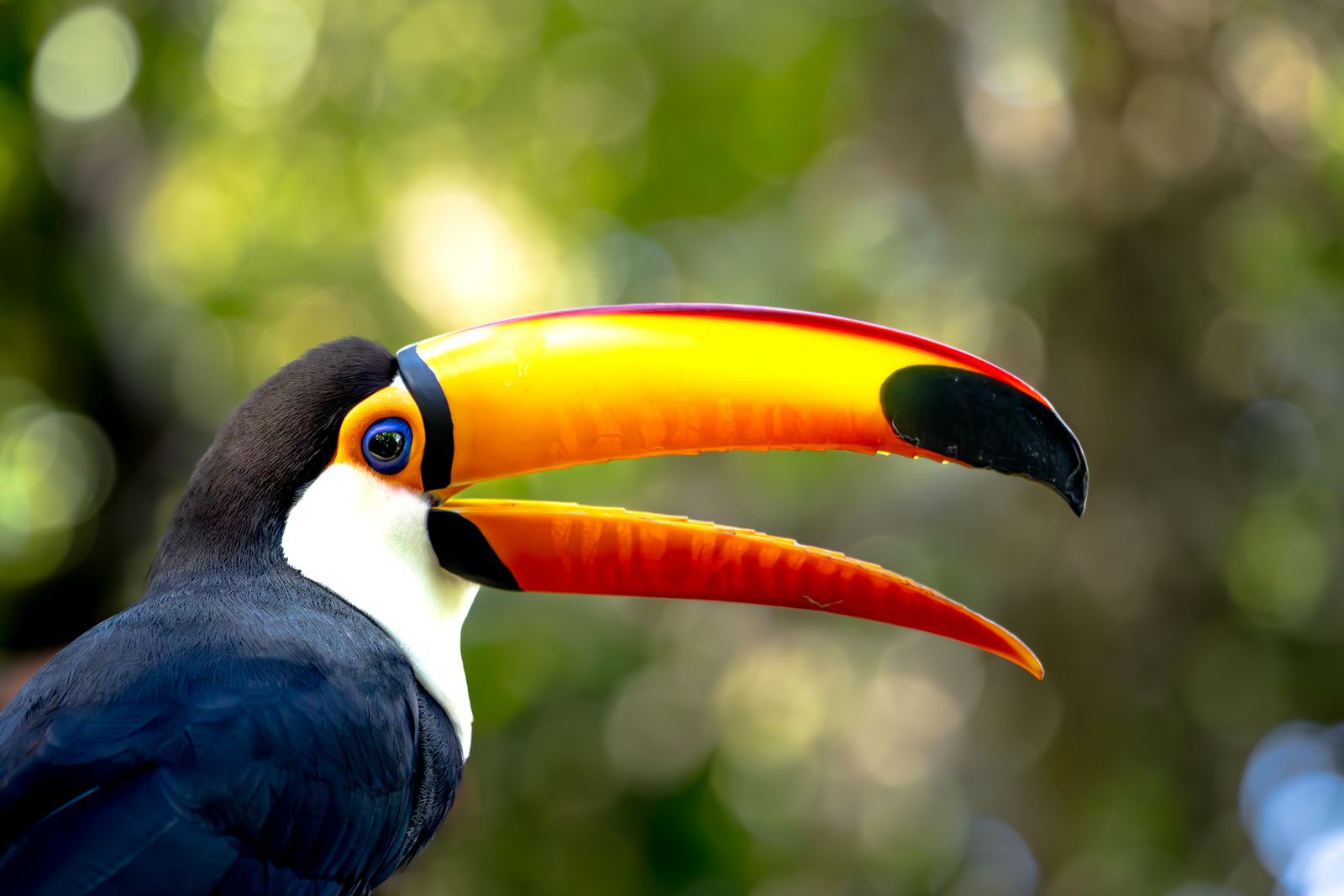 A toco toucan in close-up, its bill orange against green. Photo by Matheus Figueiredo on Pexels.