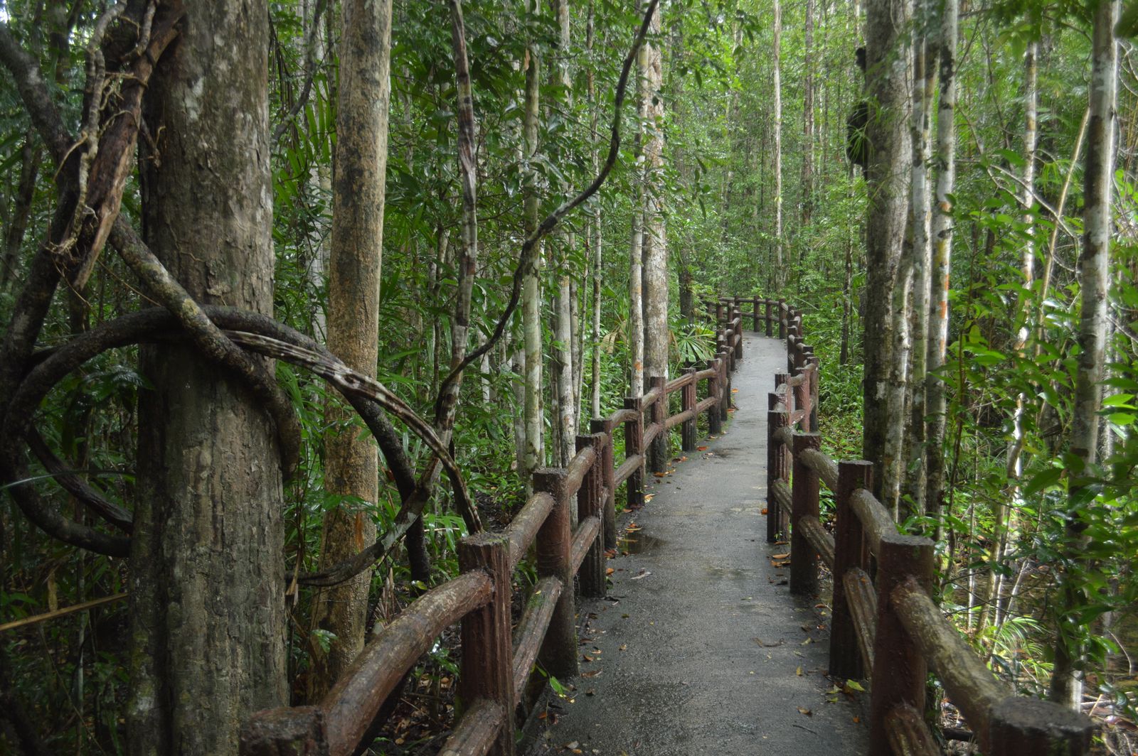 A narrow forest trail with a wooden handrail under tall trees. Photo by Valeria Drozdova on Pexels.