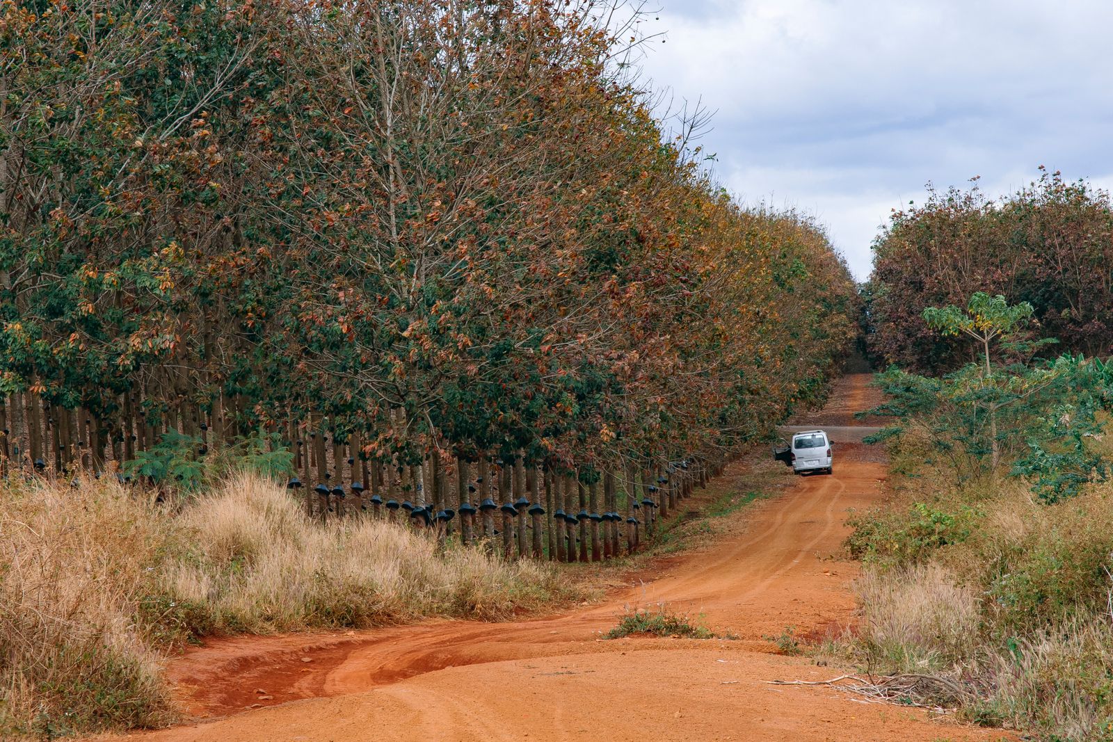 A red earth road cutting between rows of trees under a wide sky. Photo by HONG SON on Pexels.