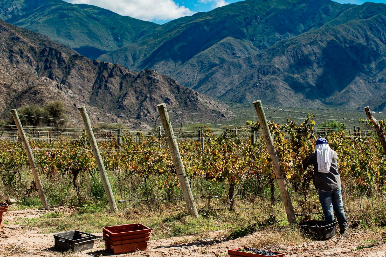 Hileras de viñas al pie de montañas secas, con un trabajador entre ellas. Foto de Gonzalo Acuña en Pexels.