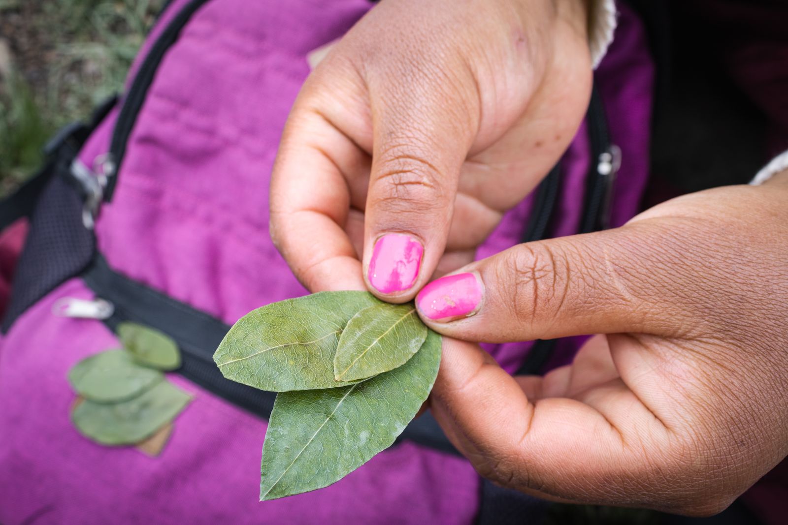 A hand holding two green coca leaves. Photo by Ernesto Rosas on Pexels.
