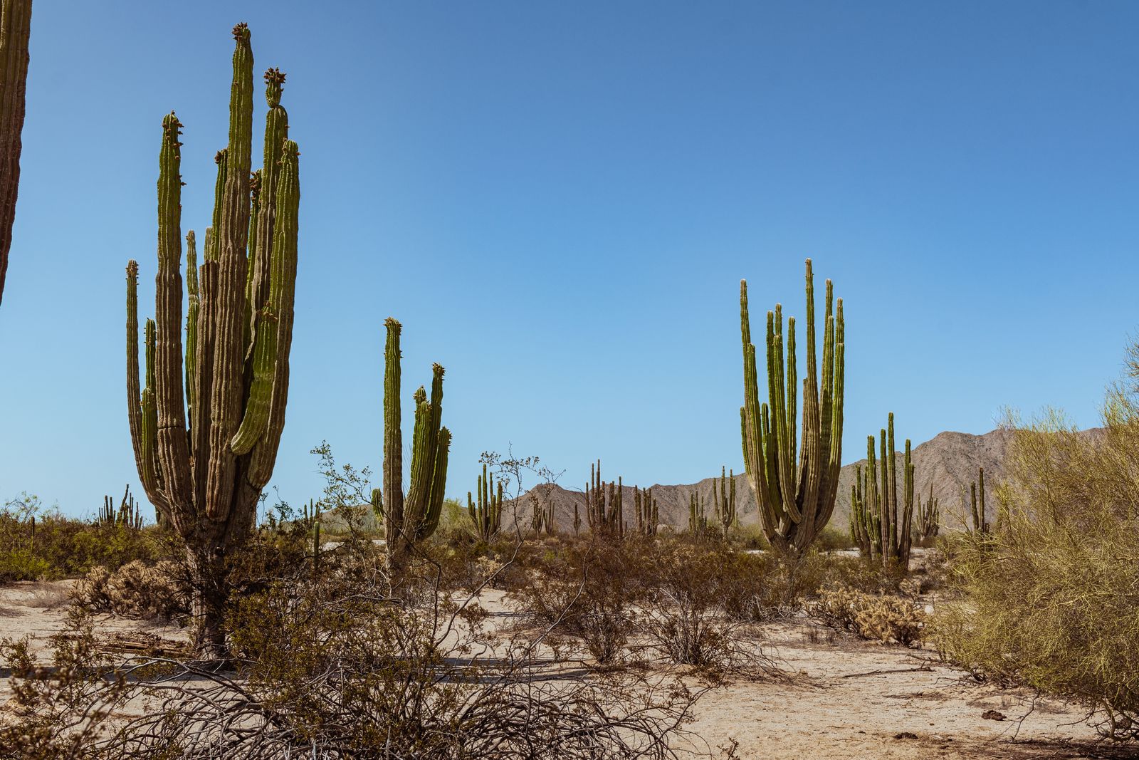 Tall cardón cactus on dry ground below mountains. Photo by Julio Maciel on Pexels.