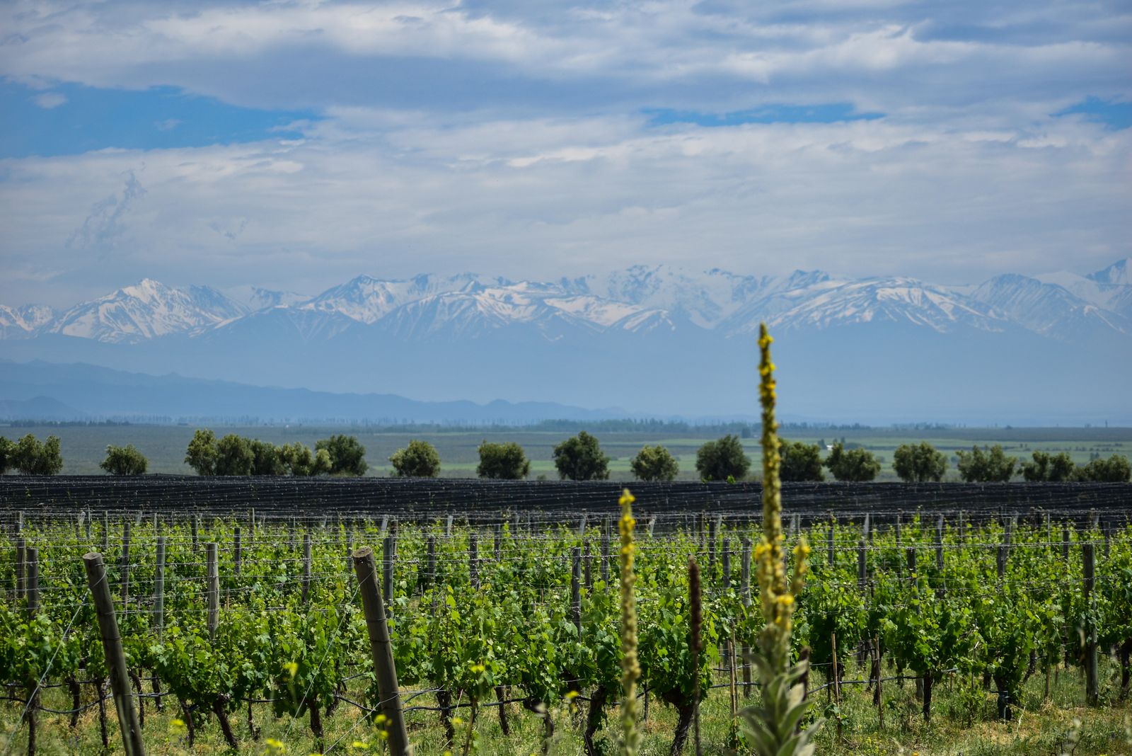 Hileras de viñas verdes que corren hacia una larga cordillera nevada de los Andes. Foto de Mariana La Regina en Pexels.