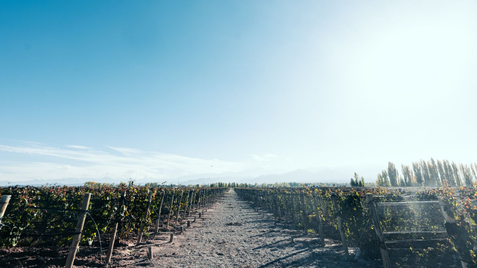 Rows of trained vines running away between lines of poplars. Photo by Alex Dos Santos on Pexels.