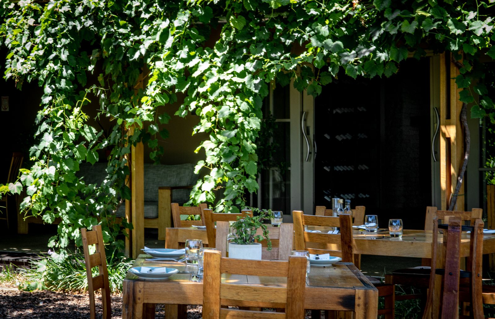 Restaurant tables set outdoors under a heavy canopy of vine leaves. Photo by Magda Ehlers on Pexels.