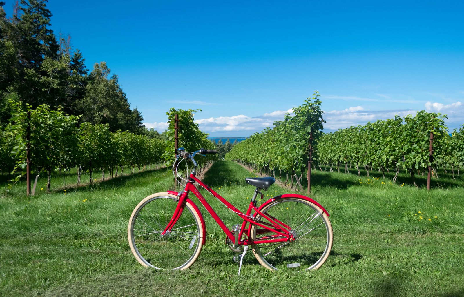 A red bicycle standing on grass beside rows of green vines. Photo by Enrique on Pexels.