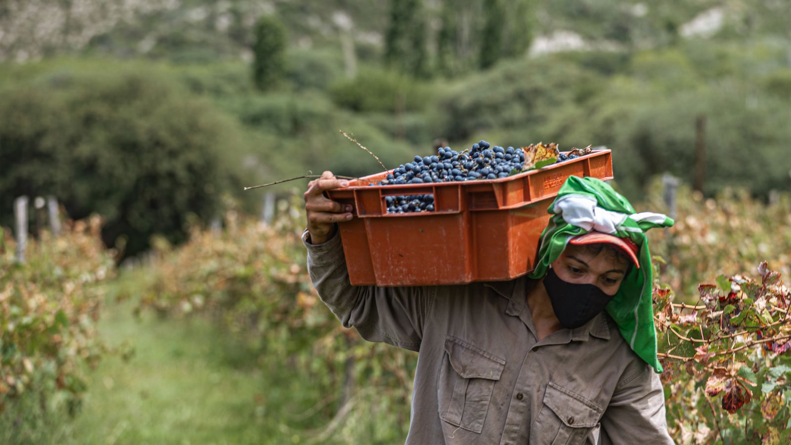A harvest worker carrying a crate of dark grapes on one shoulder through a vineyard. Photo by Gonzalo Acuña on Pexels.