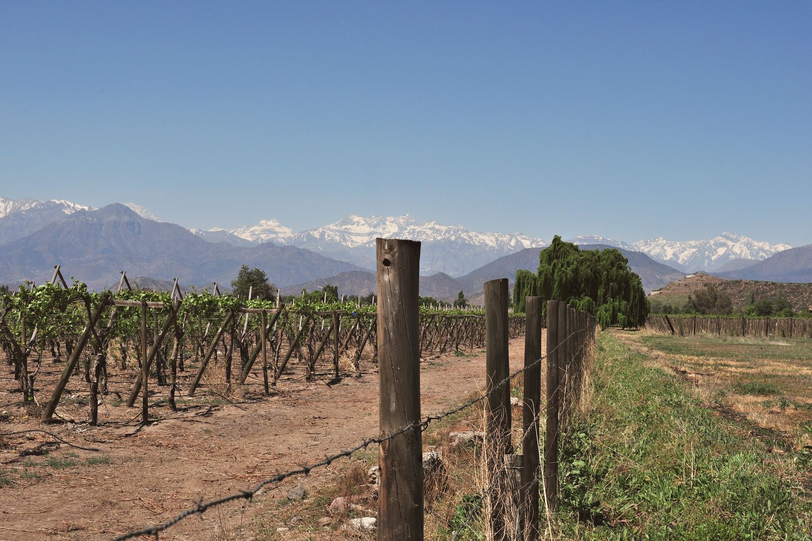 Vine rows on wires with a snow-capped mountain range behind them. Photo by DΛVΞ GΛRCIΛ on Pexels.