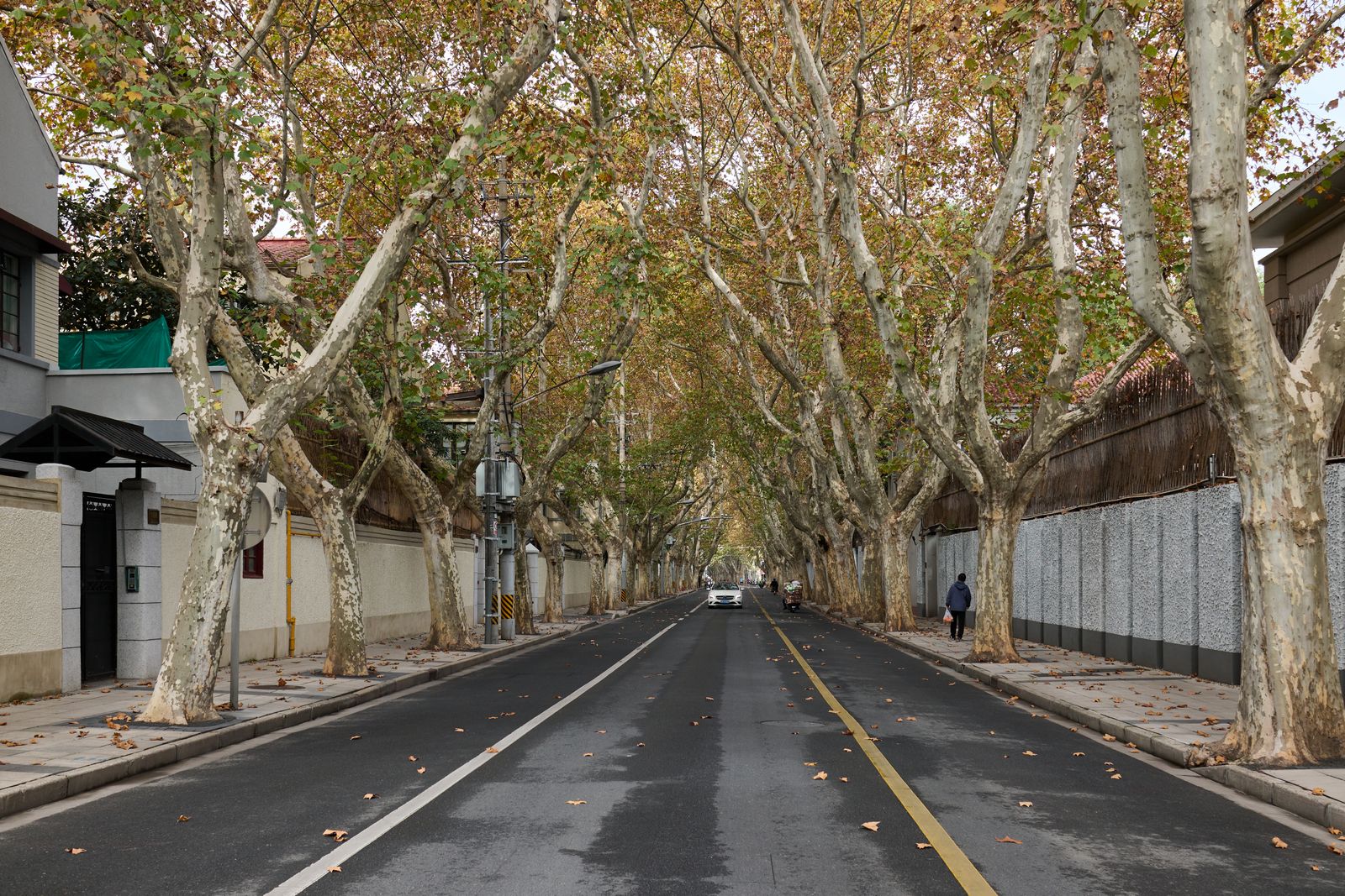 A street running under an arch of large plane trees, with a channelled kerb along one side. Photo by Vind on Pexels.