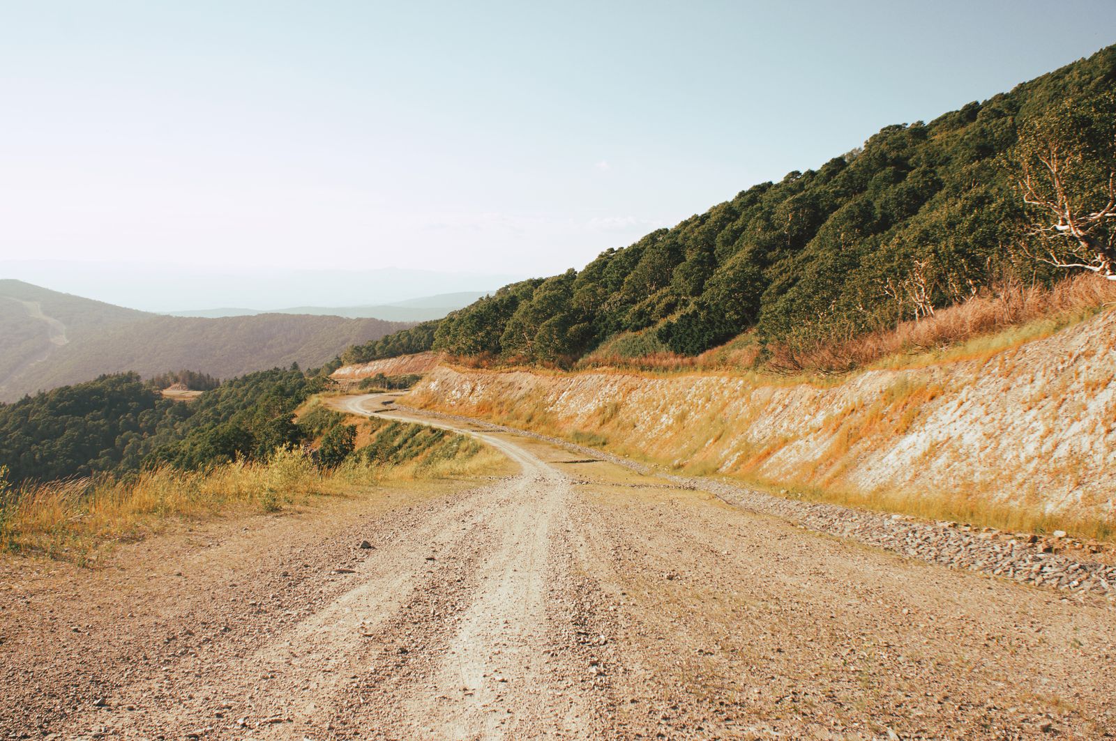 Un camino de ripio que sube por una ladera dorada y pelada junto a una fila de arboles. Foto de Gleb Dolskiy en Pexels.