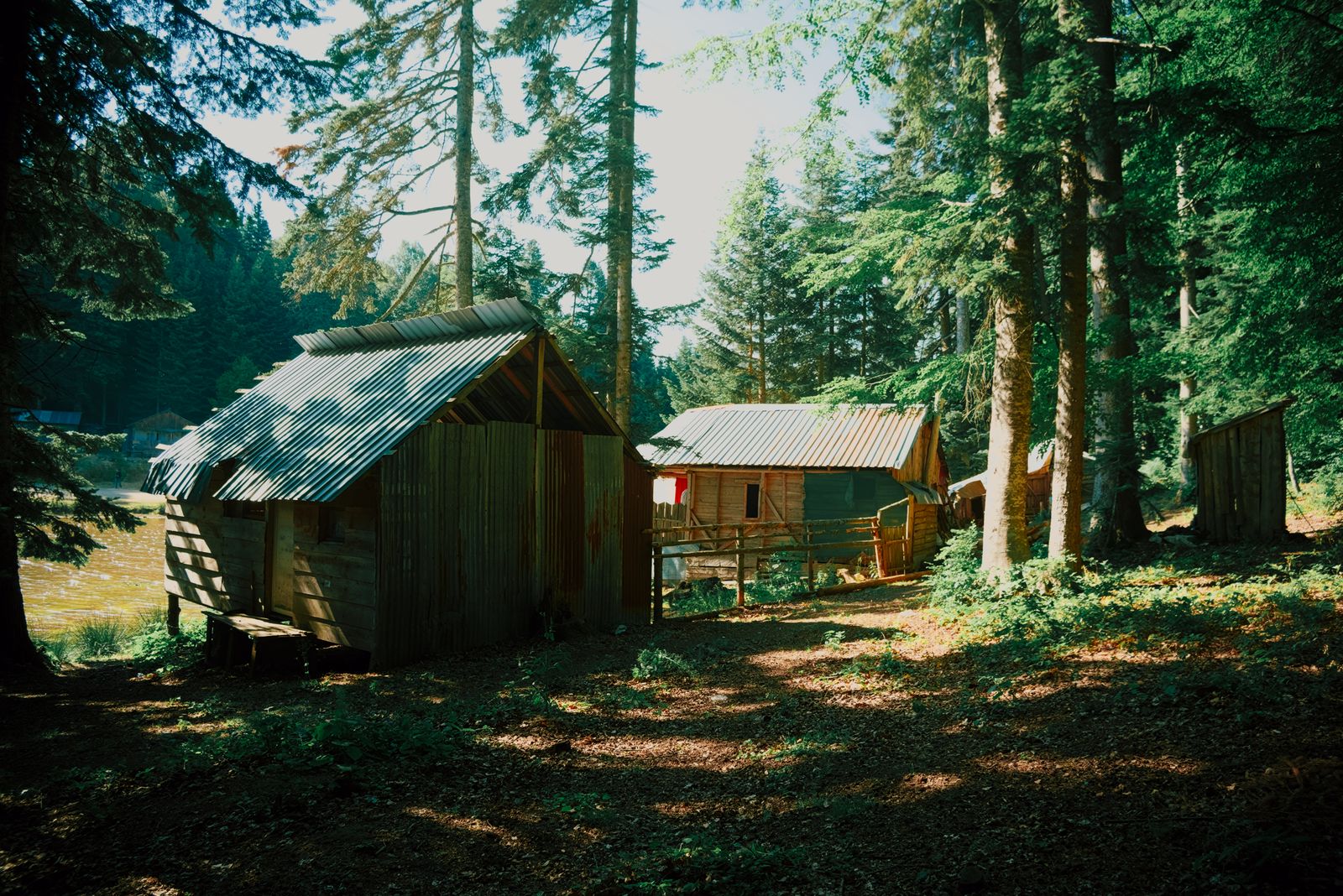 Wooden cabins standing among tall trees in dappled forest light. Photo by Abdullah Öğük on Pexels.