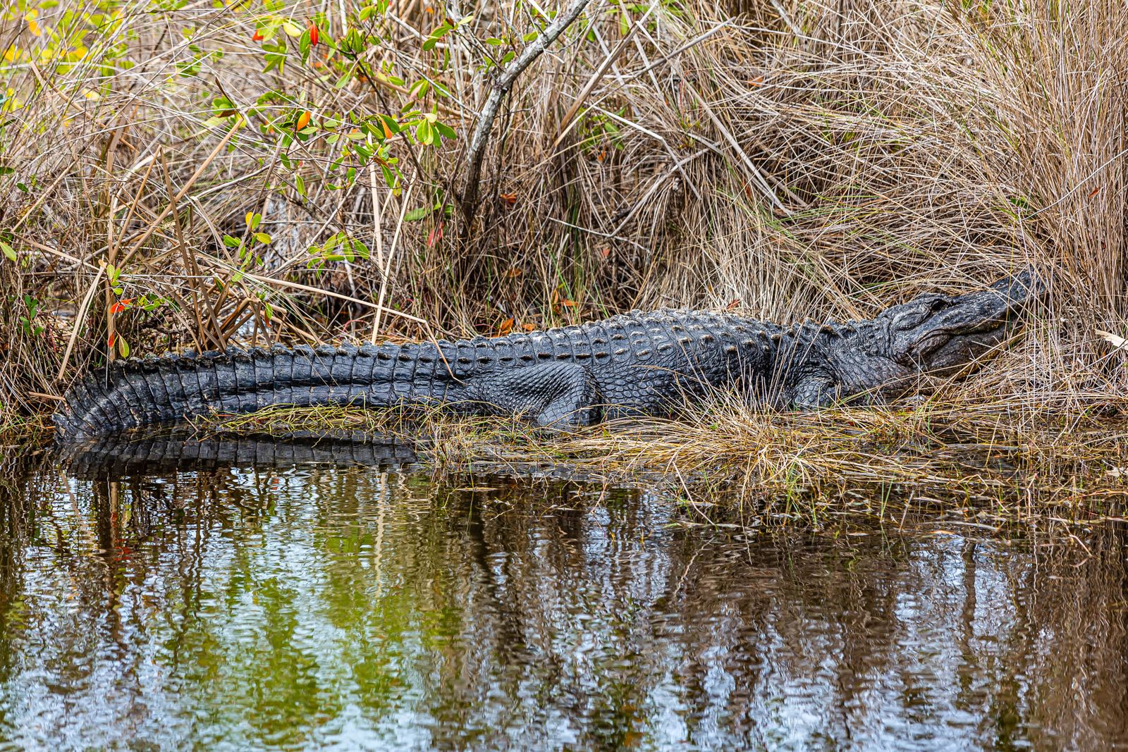 An American alligator resting at the water's edge in a Florida wetland. Photo by Paul Harrison on Pexels.