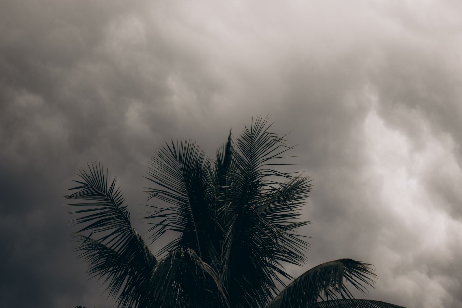 Dark storm clouds building over the silhouette of a palm tree. Photo by juliane Monari on Pexels.